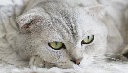 开云：引领奢侈品新时代的力量